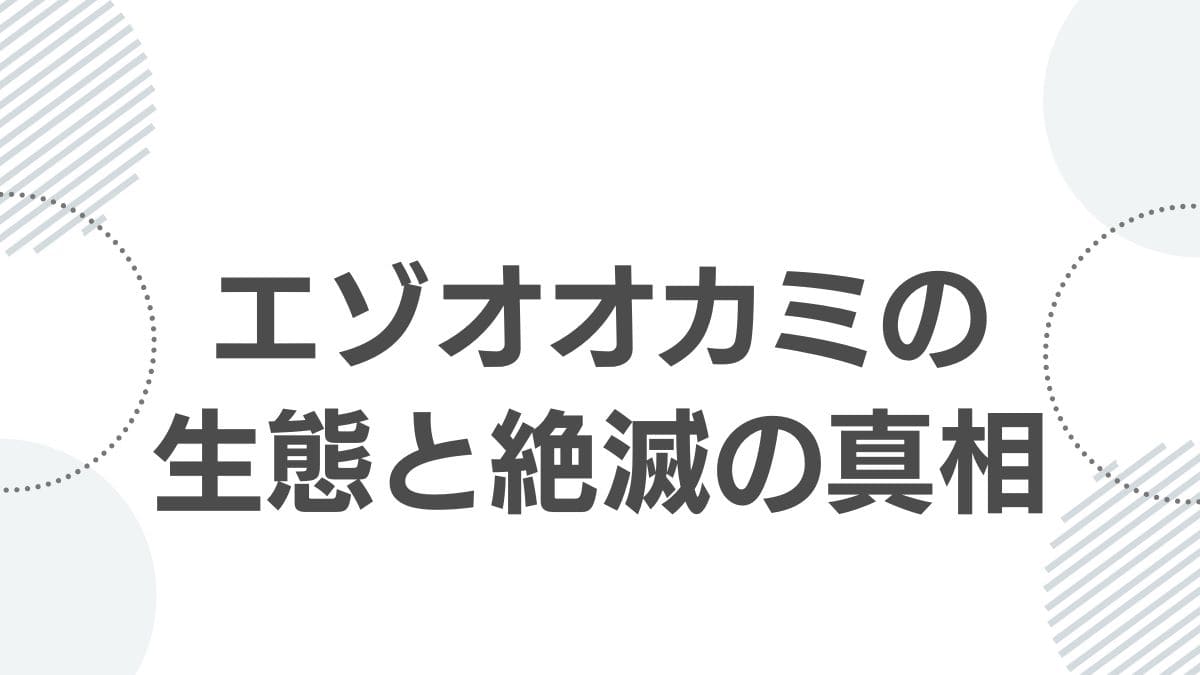 ezo-wolf-size-comparison-mystery_top